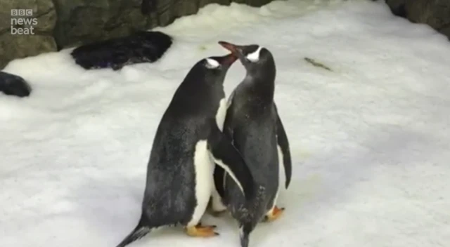 பெங்குவின், ஒருபால் ஈர்ப்பு