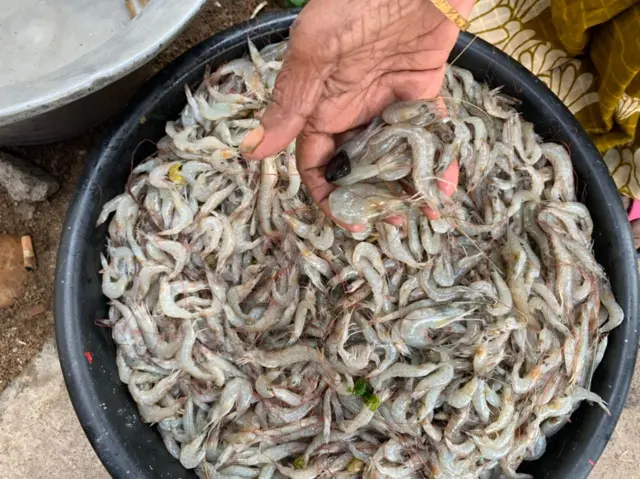 அழிவை எதிர்நோக்கும் சிங்க இறால், நெத்திலி மீன் 