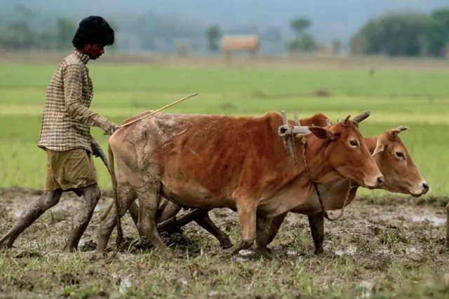 அசாம்: மாட்டுக் கறியை மாநில அரசு தடை செய்தது ஏன்? அதன் எதிர்வினை என்ன?