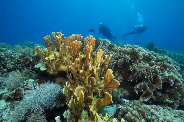 சுறாக்கள் ஒன்றுகூடும் கடலடி மலைகளுக்கு இழுவை மீன் பிடிப்பால் என்ன ஆபத்து?