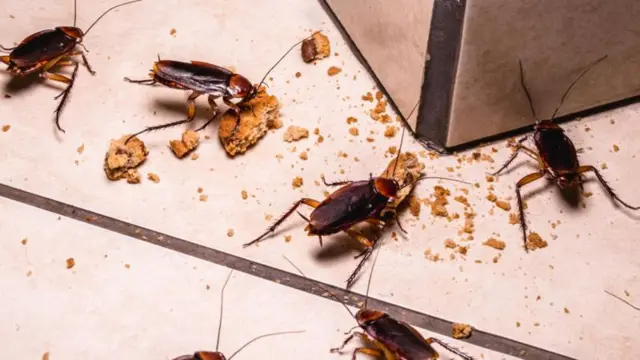 బొద్దింకలు