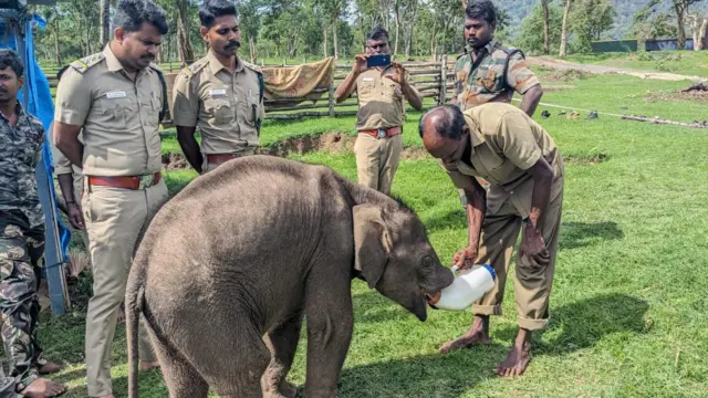 தமிழ்நாடு: முதுமலை முகாமில் 3 குட்டி யானைகள் - தாய் யானைகள் குட்டிகளைக்  கைவிடுவது ஏன்? - BBC News தமிழ்