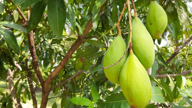 తోతాపురి