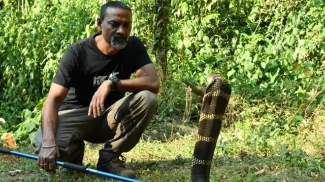 किंग कोबरा