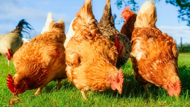 Kanuni za Ufugaji wa Kuku wa Kienyeji