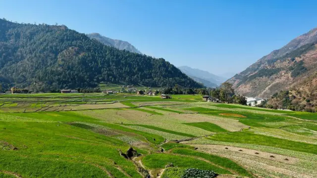 बाँदर धेरै लाग्ने सादनचौर र छिबाङज्युलाको फाँट 