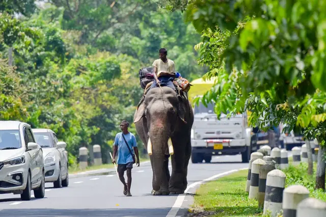 બીબીસી ગુજરાતી હાથી ગજરાત અમદાવાદ રથયાત્રા જગન્નાથ મંદિર