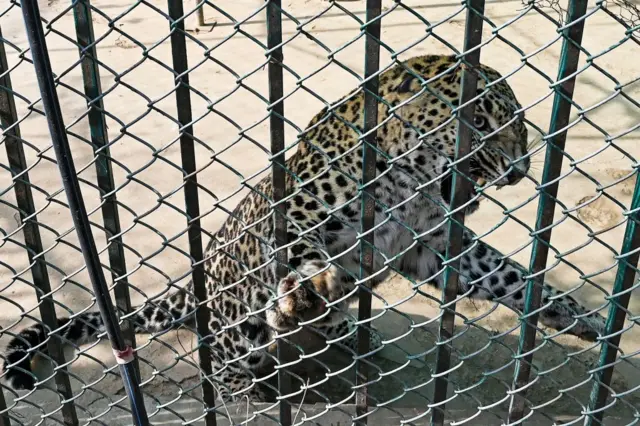dha leopard