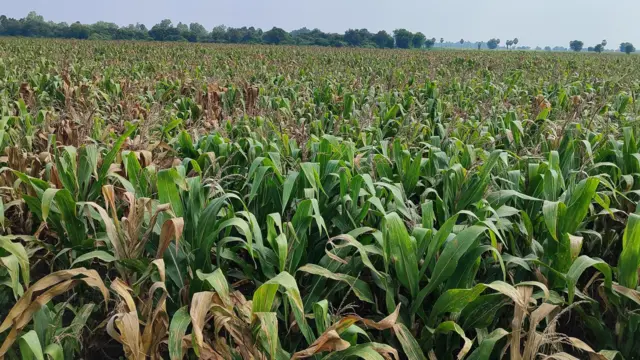 மக்கா சோளம் சாகுபடி பூச்சி தாக்குதல் விவசாயம்