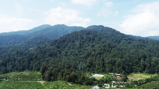 Habitat owa Jawa terfragmentasi akibat bentang alam yang dimodifikasi oleh manusia seperti pertanian, perkebunan teh dan permukiman.