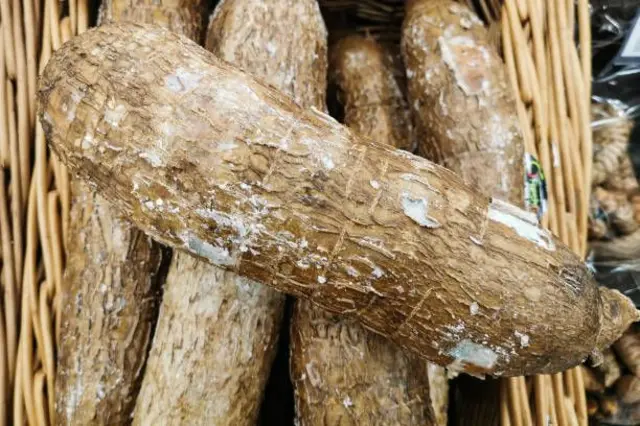 ਕਸਾਵਾ ਬ੍ਰਾਜ਼ੀਲ ’ਚ ਉਗਾਇਆ ਜਾਂਦਾ ਹੈ।