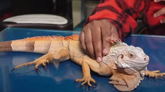 बॉलीवुड