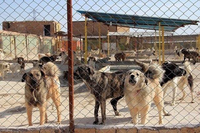 سگ‌های بدون صاحب در برخی از پناه‌گاه‌ها  نگهداری می‌شوند