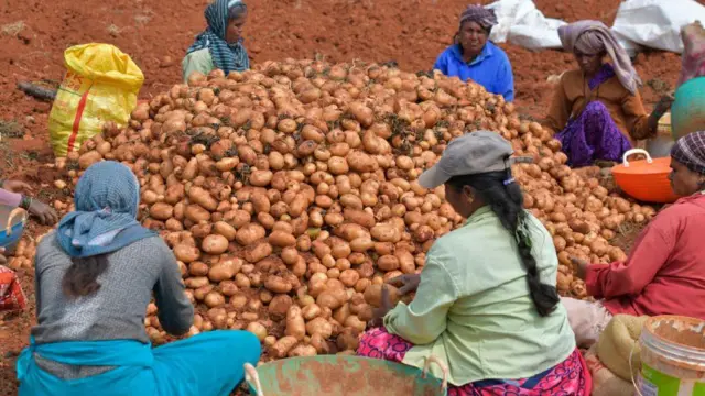 खेतों में आलू जमा करते श्रमिक