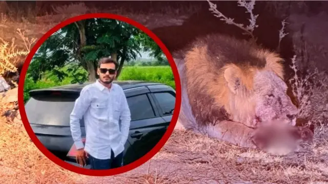 અમરેલીમાં સિંહે હુમલો કરતાં યુવાનનું મોત