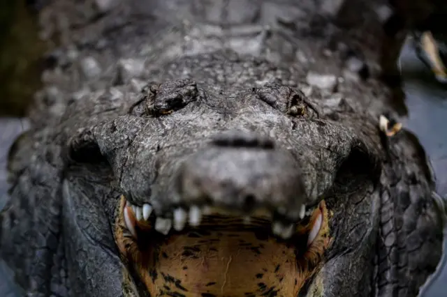 Un caimán del Orinoco con la boca abierta