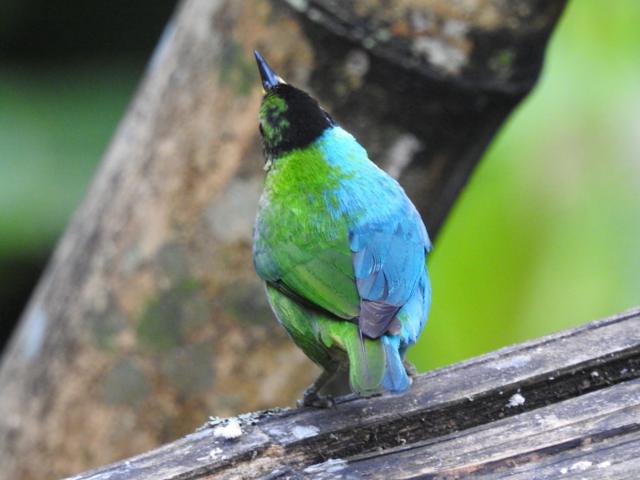 A bird seen from behind which is one half blue and the other green