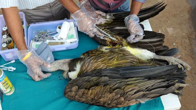 చైనీస్ మాంజా