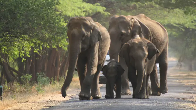 தமிழ்நாடு, யானைகள், யானைகள் கணக்கெடுப்பு
