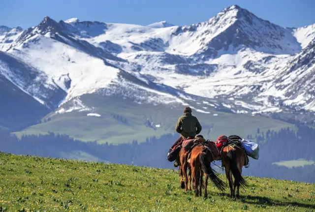 Шинжан тоолору