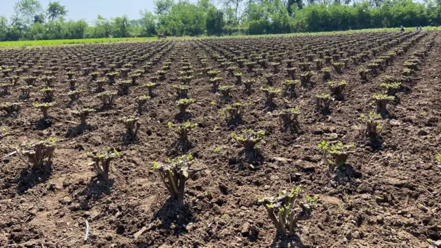 तुती कापणीची पद्धत