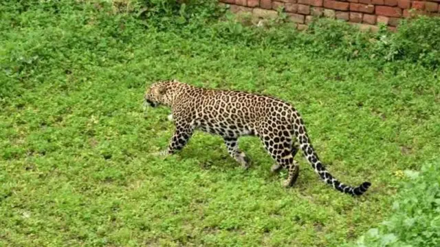 સિંહ-દીપડાના હુમલા વધ્યા