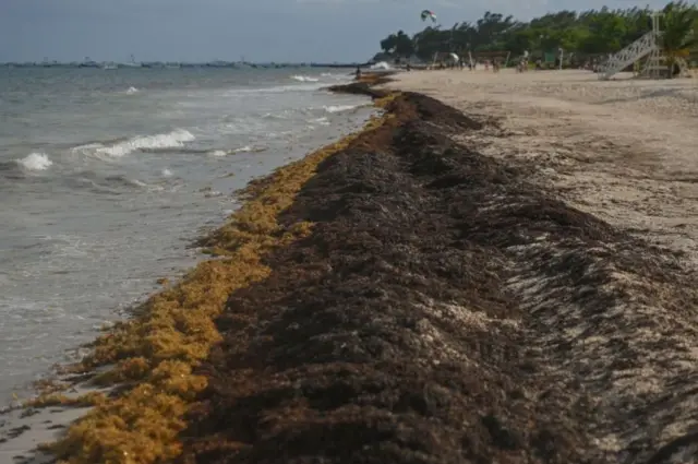 తీర ప్రాంతానికి కొట్టుకుని వచ్చిన నాచు
