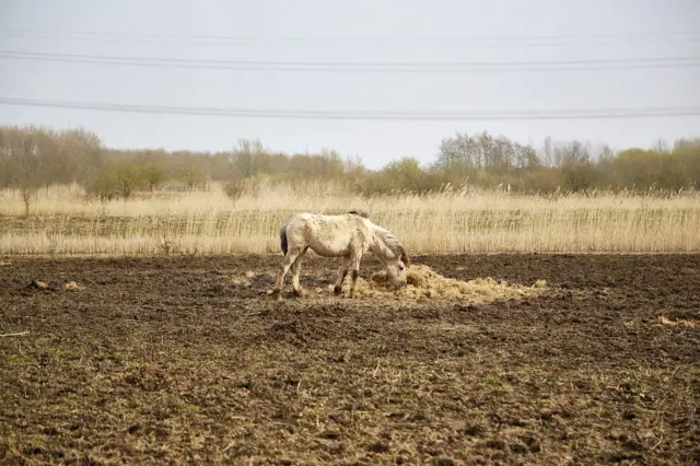 Un caballo flaco busca pasto que comer en un suelo sin apenas vegetación. 