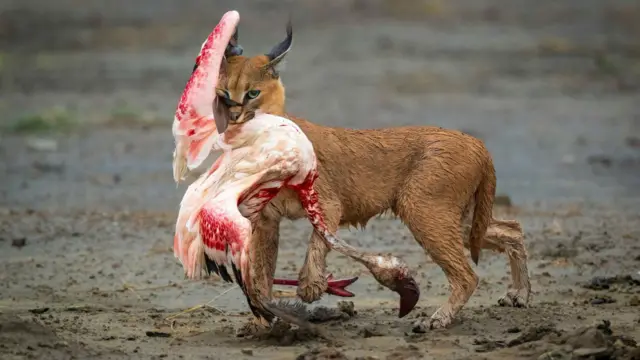 قط الكاراكال يصطاد طائر الفلامنغو 