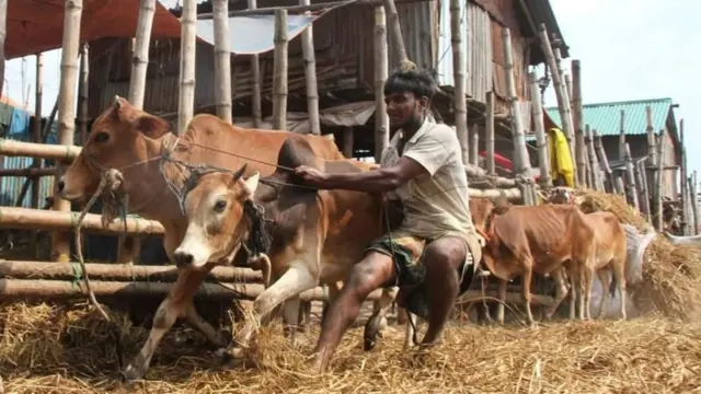 হাটে গরু সামলাচ্ছেন ব্যাপারি