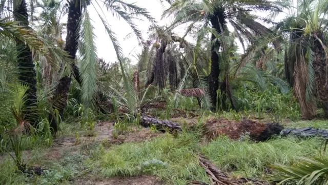 ખારેકનું વૃક્ષ 