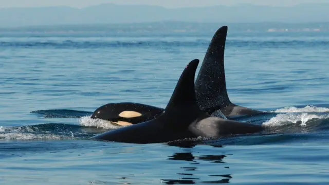 ఓర్కాలు