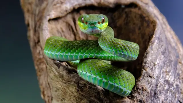 পিট ভাইপার