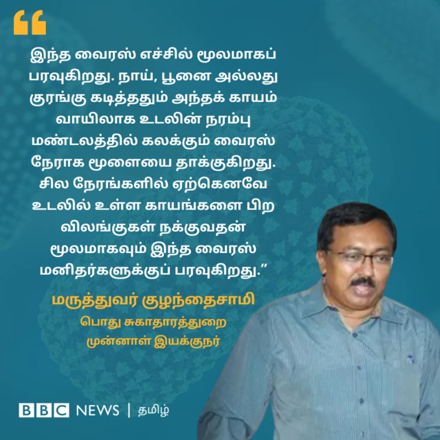 ரேபிஸ் நோய் மனிதர்களை எப்படி பாதிக்கிறது? “இந்த வைரஸ் எச்சில் மூலமாகப் பரவுகிறது. நாய், பூனை அல்லது குரங்கு கடித்ததும் அந்தக் காயம் வாயிலாக உடலின் நரம்பு மண்டலத்தில் கலக்கும் வைரஸ் கிருமி நேராக மூளையைச் சென்று தாக்குகிறது. சில நேரங்களில் ஏற்கெனவே உடலில் உள்ள காயங்களை பிற விலங்குகள் நக்குவதன் மூலமாகவும் இந்த வைரஸ் மனிதர்களுக்குப் பரவுகிறது” என்று இதுகுறித்து விளக்கினார் பொது சுகாதாரத்துறையின் முன்னாள் இயக்குநர் மருத்துவர் குழந்தைசாமி