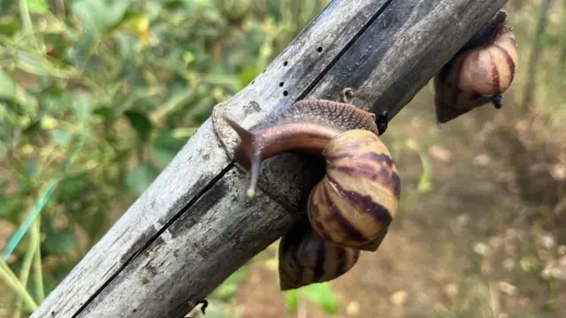 ગોકળગાય