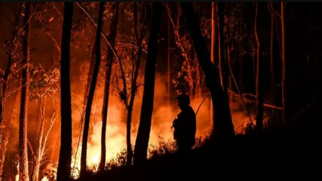 Португалияда токойдогу өрт басаңдабай жатат