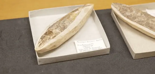 Peixe fossilizado dentro de uma caixa de papelão