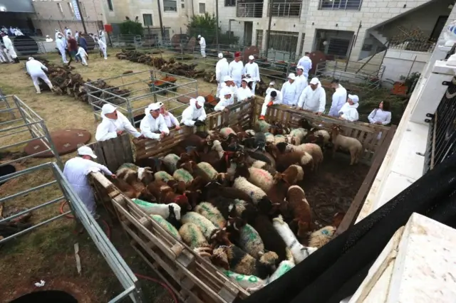 সামারিটানরা এখনও পাসওভারে পশু উৎসর্গ করেন। ছবি - ২২ শে এপ্রিল ২০২৪, পশ্চিম তীর