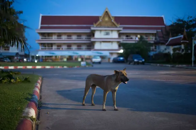 ထိုင်းက လမ်းဘေးခွေးတစ်ကောင်(ပုံဟောင်း) 