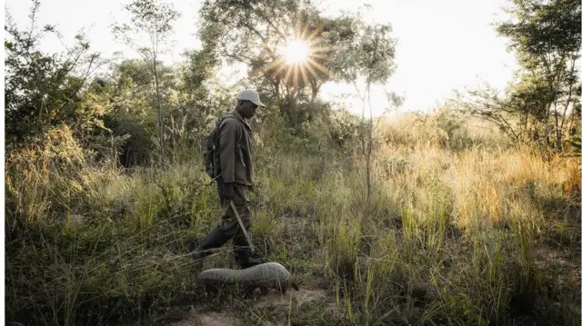 Матео та панголін Марімба