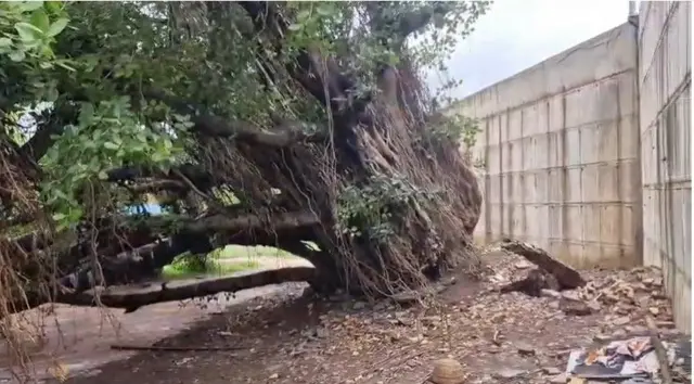 झाड उन्मळून पडले आहे. 