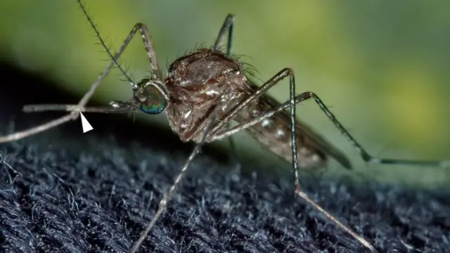 Every two minutes, one pikin under age of 5 years dey die from malaria, according to WHO