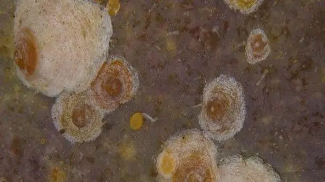 Тыт калканчасы