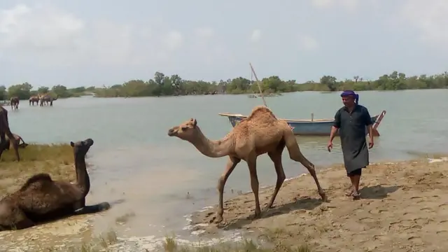 ખારાઈ ઊંટ, કચ્છ, મેંગ્રોવ્ઝ, ચેરનાં જંગલો