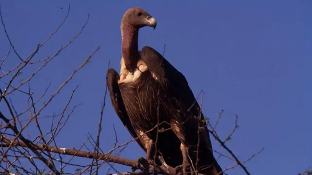 흰엉덩이독수리는 이제 찾아보기 어려운 새가 됐다