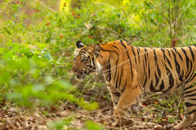 वाघांच्या वाढलेल्या संख्येमुळे इथं देशातील सर्वाधिक मानव-वन्यजीव संघर्ष आहे. 