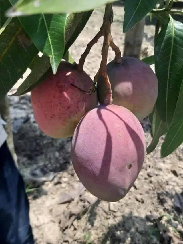 मलिहाबाद में अमेरिका के आम की किस्में 