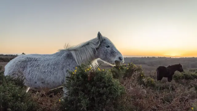 Un poni gris y uno marrón comen plantas de aulaga con pequeñas flores amarillas mientras el sol sale en el horizonte tiñendo el cielo de amarillo.