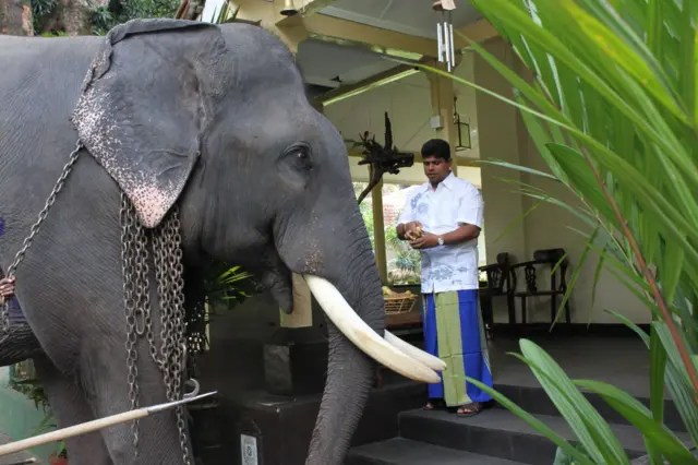 ප්‍රදීප් නිලංග දෑළ ඇතෙකු සමග. ඇතාගේ එක් පසකින් දිස්වන අතර, සුදු කමිසයක් සහ නිල හා කොළ පැහැති සරමක් ඇඳ සිටින ප්‍රදීප් නිලංග දෑල ඇතාට යමක් දීමට සැරසෙන අයුරු දිස්වේ.