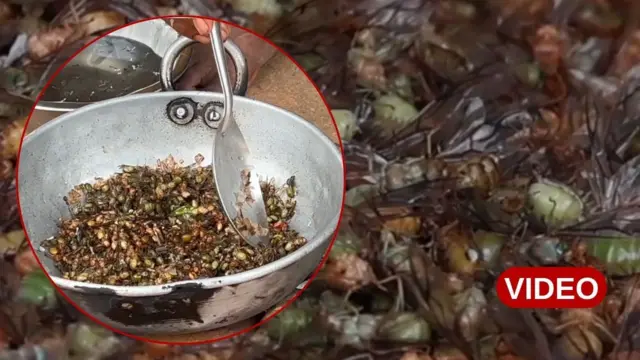 చీమల కూర